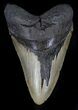 Serrated, Megalodon Tooth - North Carolina #37339-1